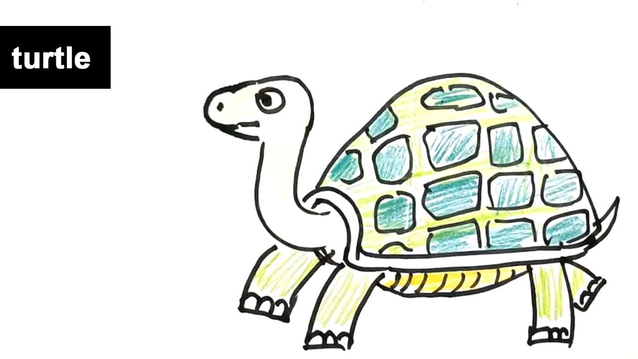 How To Draw Turtle Step By Step Drawing Lessons For Kids Types Of Reptiles Youtube