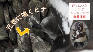 4/20ふ化　フンボルトペンギンのヒナ　鳴き声