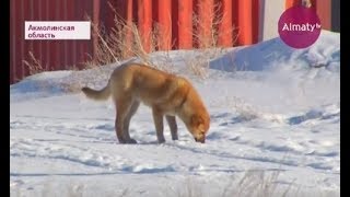 Близ Астаны массово отстреливают бродячих собак (20.02.18) Близ Астаны массово отстреливают бродячих собак (20.02.18)