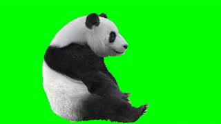 Футаж милая панда на зелёном фоне - хромакей