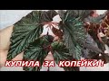 КУПИЛА за КОПЕЙКИ целый куст ‼️ БЕГОНИЯ АРАВИЙСКИЙ ЗАКАТ