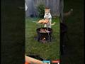 Miso grilled Barbeque | D Hawz of GeM SHORTS #aicat #aivideo #catcute #cat #kitten #cutecat