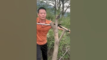 Tree Branches Cutting Process - Goodtools and machinery make work easy