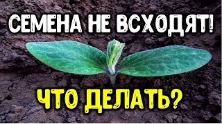 Семена не всходят? Что с ними не так? Что нужно знать о сроках хранения семян Практические подсказки Семена не всходят? Что с ними не так? Что нужно знать о сроках хранения семян Практические подсказки