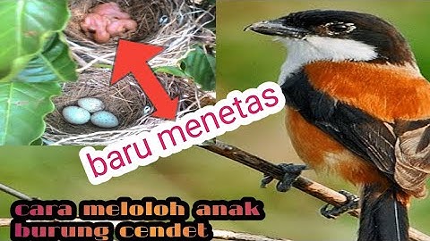 cara meloloh anakan burung cendet yang baru menetas.