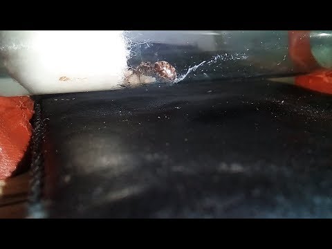 Первые яйца, куколки в инкубаторе муравьиной фермы.Ant colony IS GROWING! - Lasius niger update