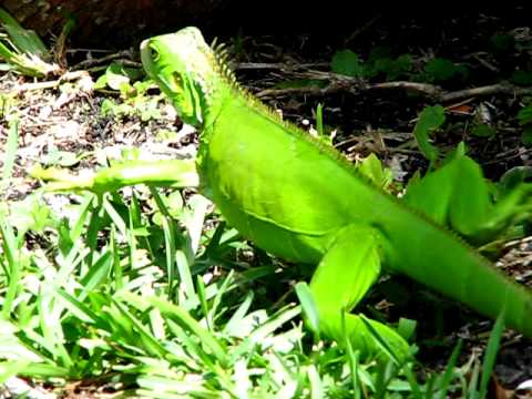 Image result for bright green lizards in florida