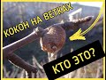 ОПАСНО? КОКОНЫ НА ВЕТКАХ В САДУ! КТО ЭТО МОЖЕТ БЫТЬ?