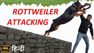 Dog Training - How to Train Your Dog to Attack For Your Safety Purpose !! Rottweiler Attacking Hindi