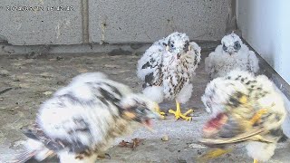 Osaka Peregrine Falcons/2024-05-12/Chicks self-feeding and Mom's 7th feeding