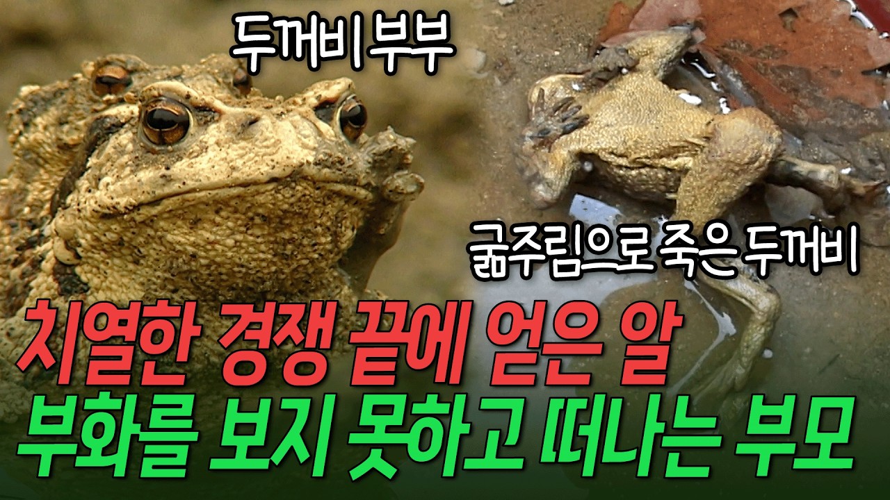 치열한 경쟁 끝에 성공한 산란! 하지만 자식이 깨어나는 것을 보지 못하고 돌아가야 하는 두꺼비 부부.. [환경스페셜-생명여정 그들이 돌아오는 이유] / KBS 20071031 방송