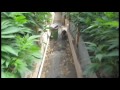 Grow Marijuana: Light Deprivation (Dep) Greenhouse