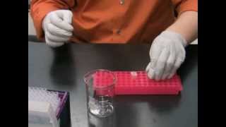 Simply Cloning - Chapter 7 - Transformation