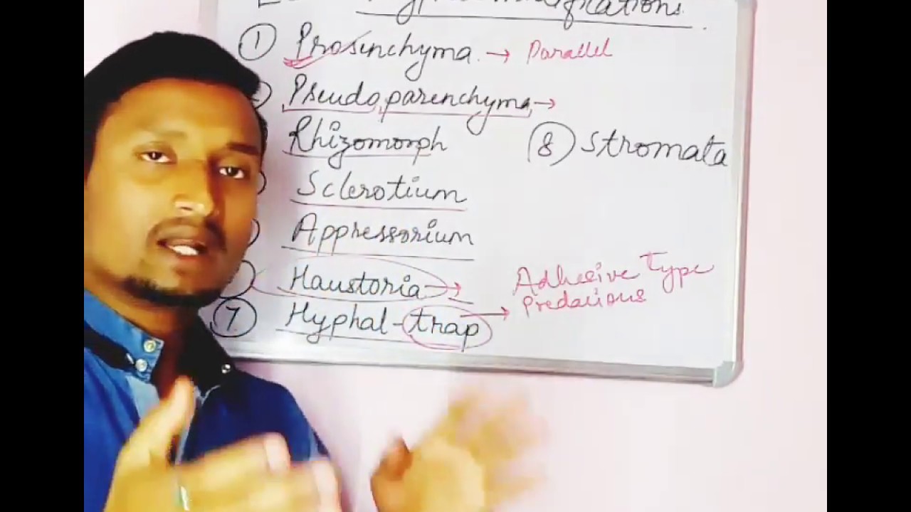 What is fungal hyphae and it's modifications