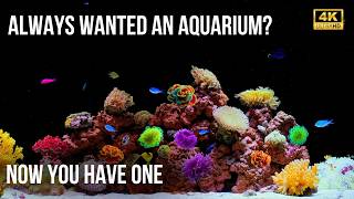 🐠 4K Calm Aquarium for Focus & Sleep | 12 Hours of Relaxing Fish Tank & Water Sounds screenshot 3
