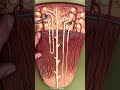 BIOL 105 Nephron Model