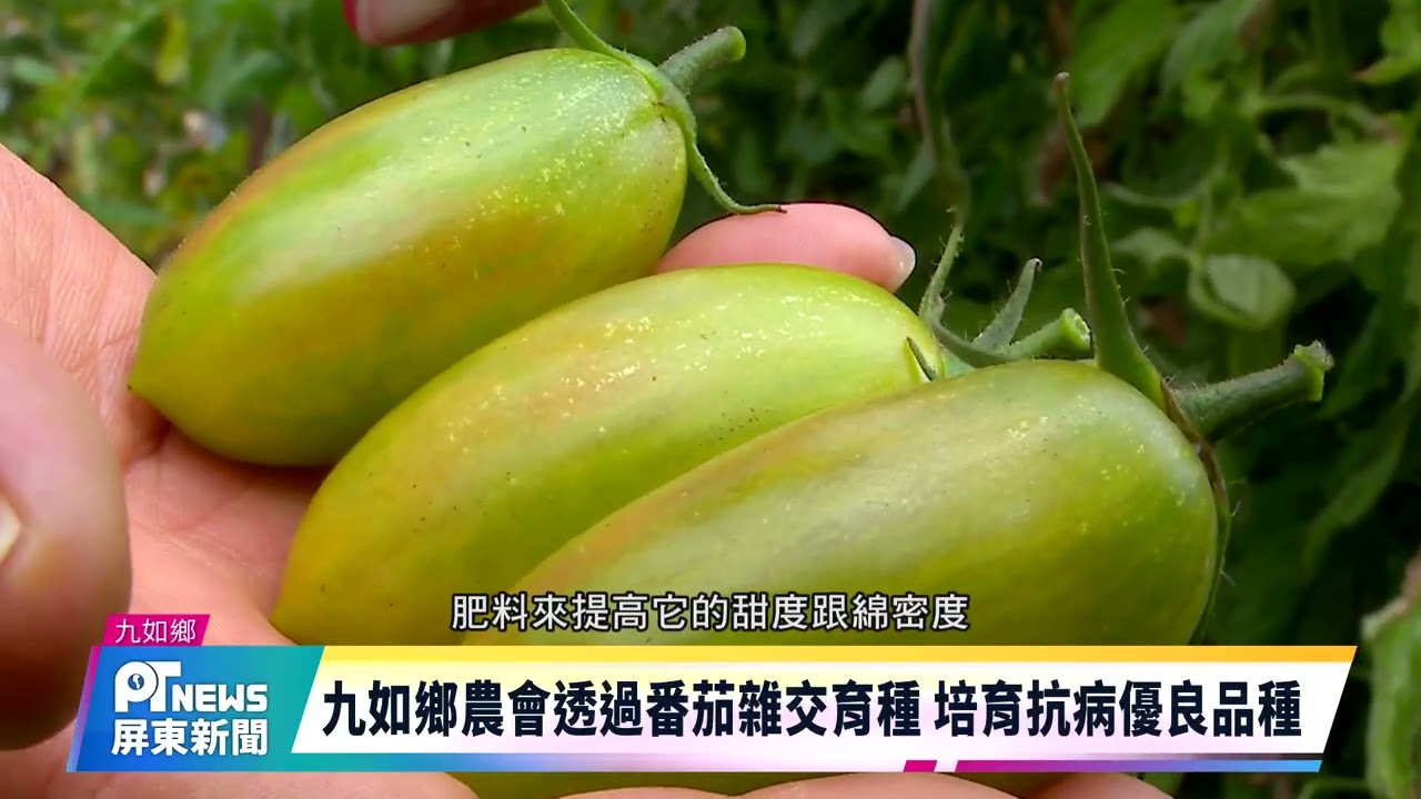 九如鄉農會透過番茄雜交育種 培育抗病優良品種
