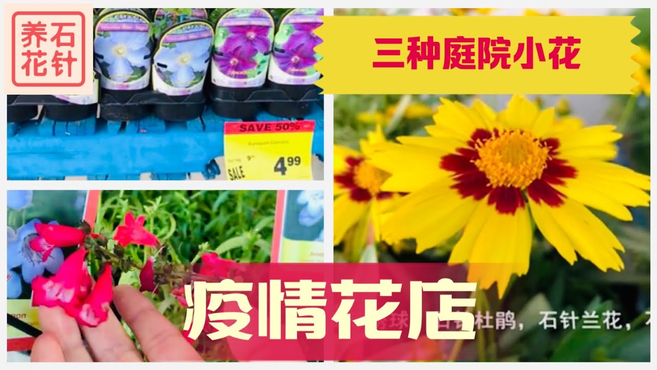 六月中旬的花店 半价铁线莲clematis 全价吊钟柳penstemon 全价白边金鸡菊tickseed Youtube