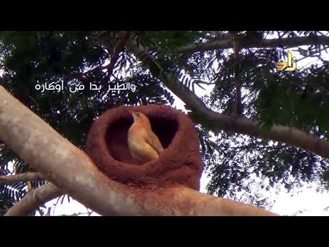 قصيدة الفجر