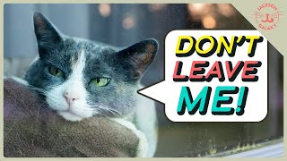 Does Your Cat Have Separation Anxiety? You Might Be Making it Worse! by Jackson Galaxy 101,945 views 3 months ago 17 minutes