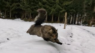 Norwegian Forest Cat: The Grand Tour with Finn