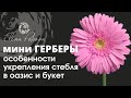 Герберы. Особенности укрепления стебля мини герберы. Укрепление хрупких стеблей в оазис и букет