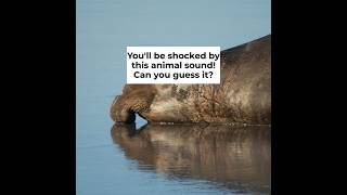 Which Animal Is Making That Sound? | Zoo In The Car 3-Quiz screenshot 1