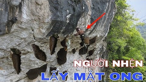 HỒI HỘP KHAI THÁC MẬT ONG KHOÁI ĐEN TRÊN VÁCH ĐÁ CAO 120 M !