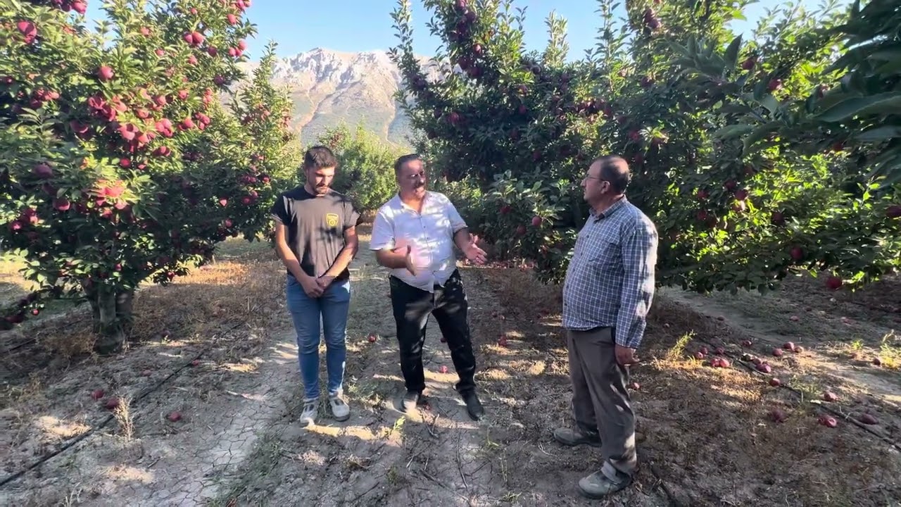 Elma kalitesi tutumu göz hazırlığı 5 yıldır nasıl sağlanır