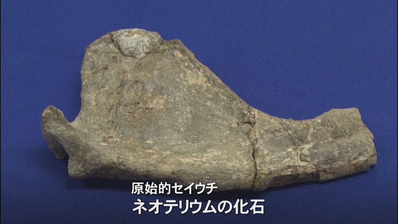 国内初の大発見！山間の町に原始的セイウチ「ネオテリウム」の化石