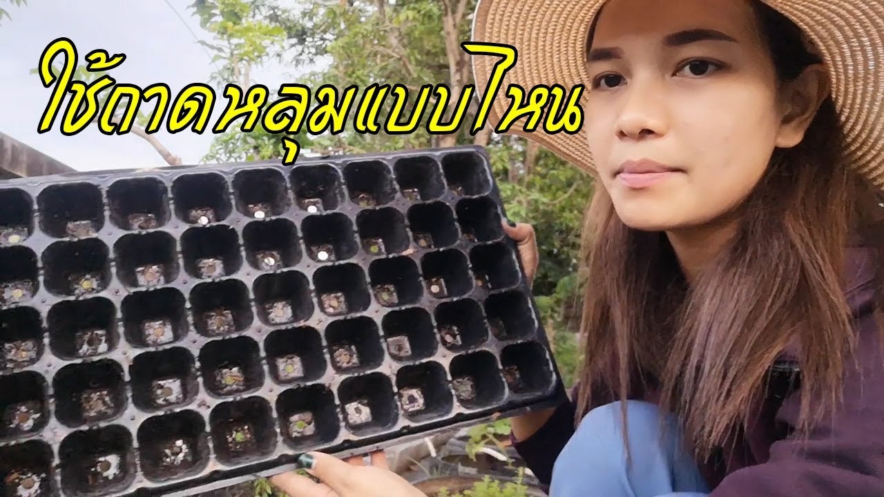 รีวิวถาดหลุม ถาดเพาะเมล็ด ที่ใช้จริงเป็นประจำ ใช้แบบไหนดี by ต่าย