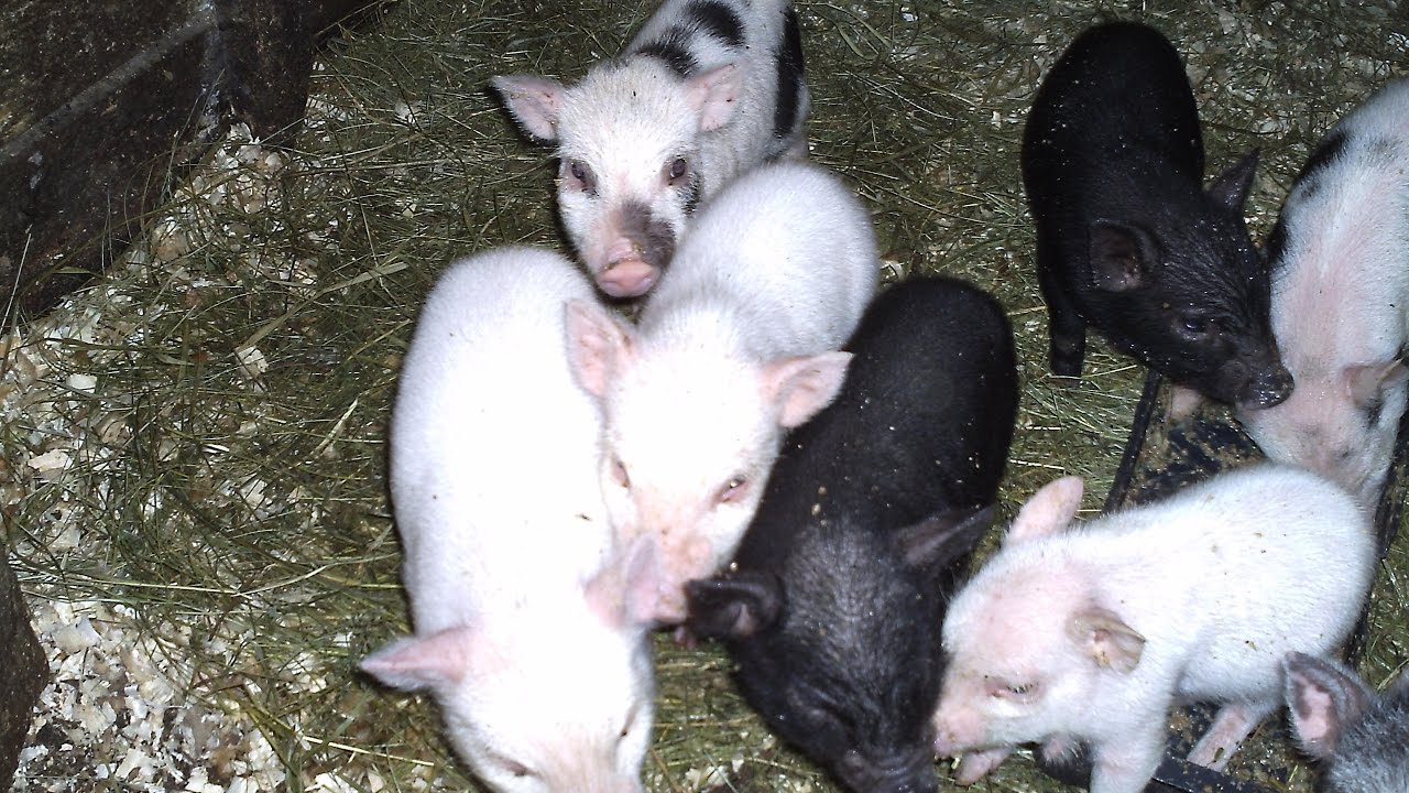 Than I Feed The Newly than-i-feed-the-newly