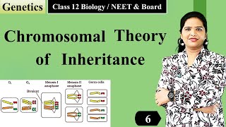 Chromosomal Theory of Inheritance  (NCERT Class 12) | English