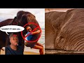 Why Elephants DON’T Think You’re Cute