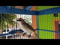 Pancingan Suara Trucuk Betina Bersahutan Sangat Ampuh Memancing Bunyi Semua Trucukan Mp3 - Mp4 Download