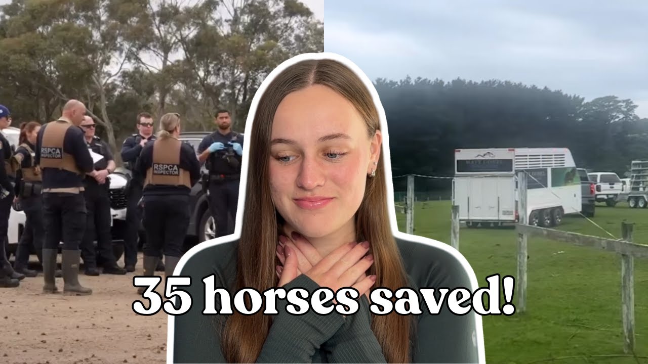 35 лошадей изъяты из собственности Маунт-Элиза