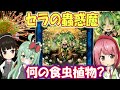 【遊戯王シリーズ】セラの蟲惑魔に描かれたマニアックすぎる食虫植物要素とは!?【食虫植物TV】