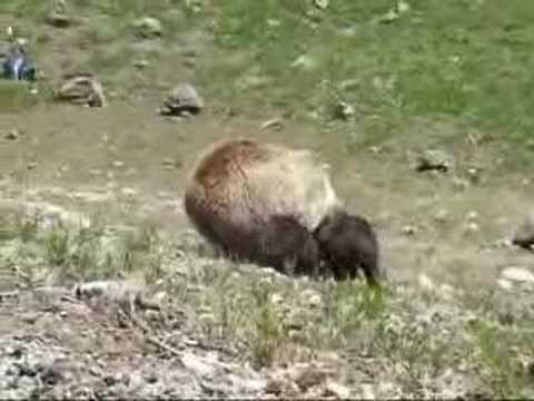 Yellowstone Grizzly Bear with babies