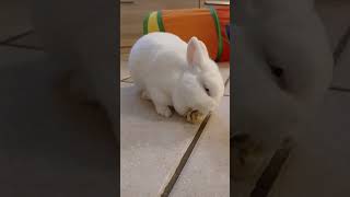 🍌 Bianca Diva della Banana: Morsi Golosi tra Mille Linguette Felici!