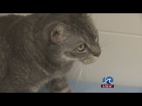 PETA responds to euthanizing 1,600 pets in 2012