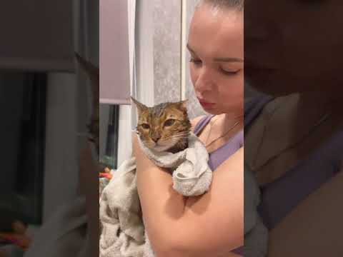 Мокрая киса/Бенгальский котик