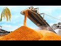 How Tons of Rice Harvested &amp; Processed | Modern Rice Agriculture Technology