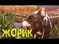 10.Жорик - Французский бульдог.от 5 до 6 мес. 1 часть Жорж де КОЛОбуль!