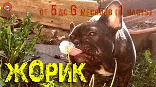 10.Жорик - Французский бульдог.от 5 до 6 мес. 1 часть