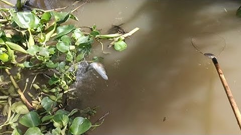 Nước Dưới Sông Đang Trong Đi Kích Cá Lóc Lên Đẹp Thấy Mê Luôn @