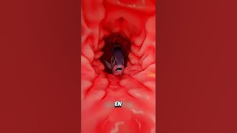 Y SI TE TRAGAS UN PESCADO VIVO? #shorts #tiktok #memes #curiosidades créditos:Zack D. Films