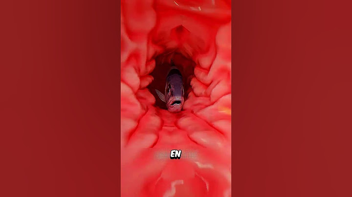 Y SI TE TRAGAS UN PESCADO VIVO? #shorts #tiktok #memes #curiosidades créditos:Zack D. Films