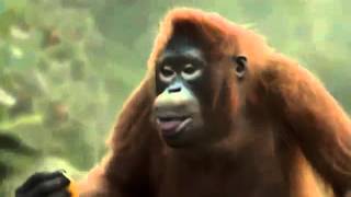 Не Женюсь Я Не Женюсь Ой Мама Не Женюсь Танцует Гарила