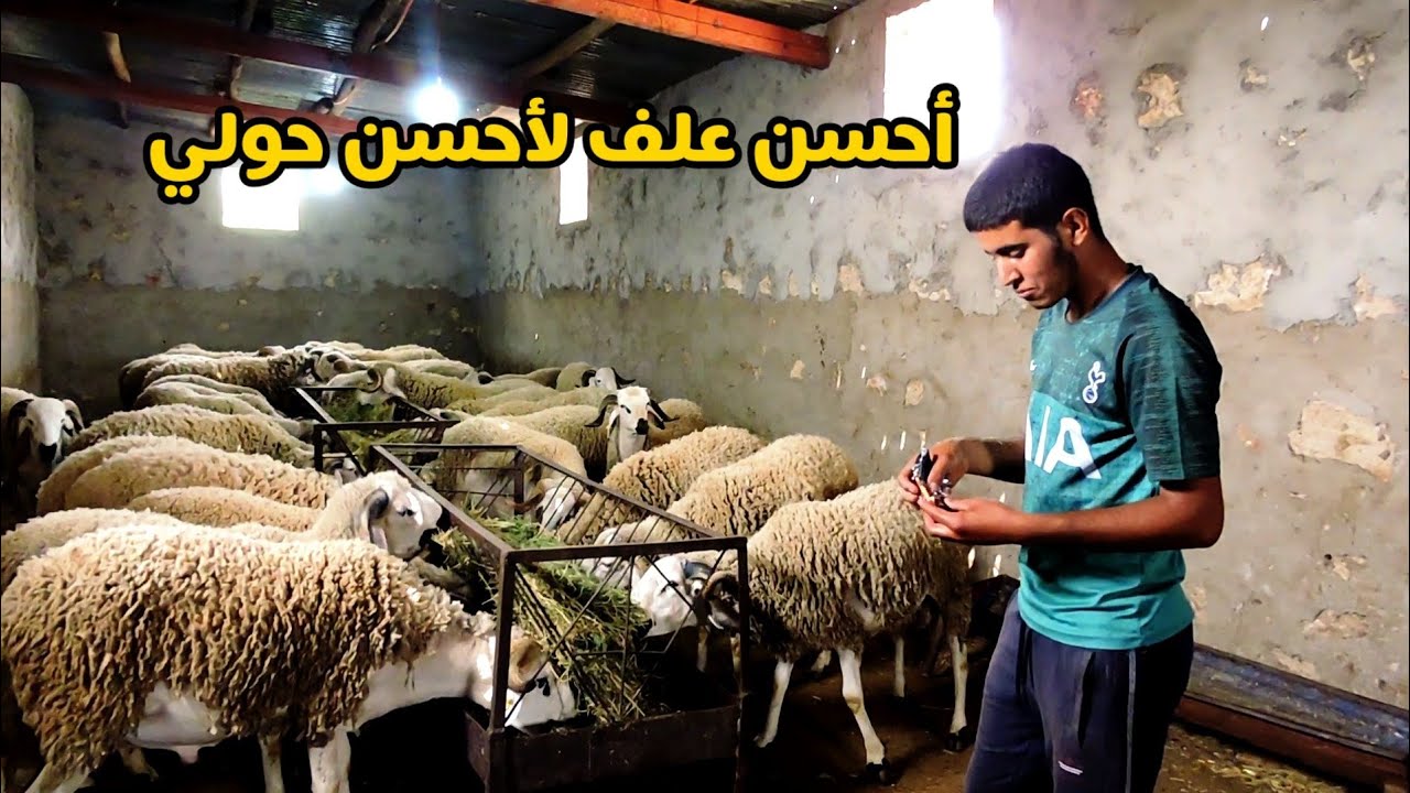العلف الإقتصادي و المناسب لأي كساب مقبل على تسمين الحولي