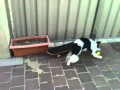 Jess - My version of fetch the ball